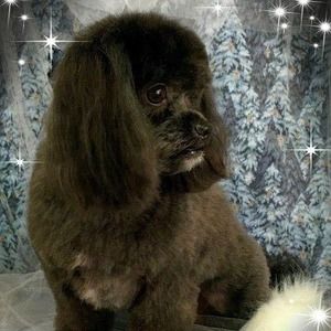 Meet your Posher, Deborah